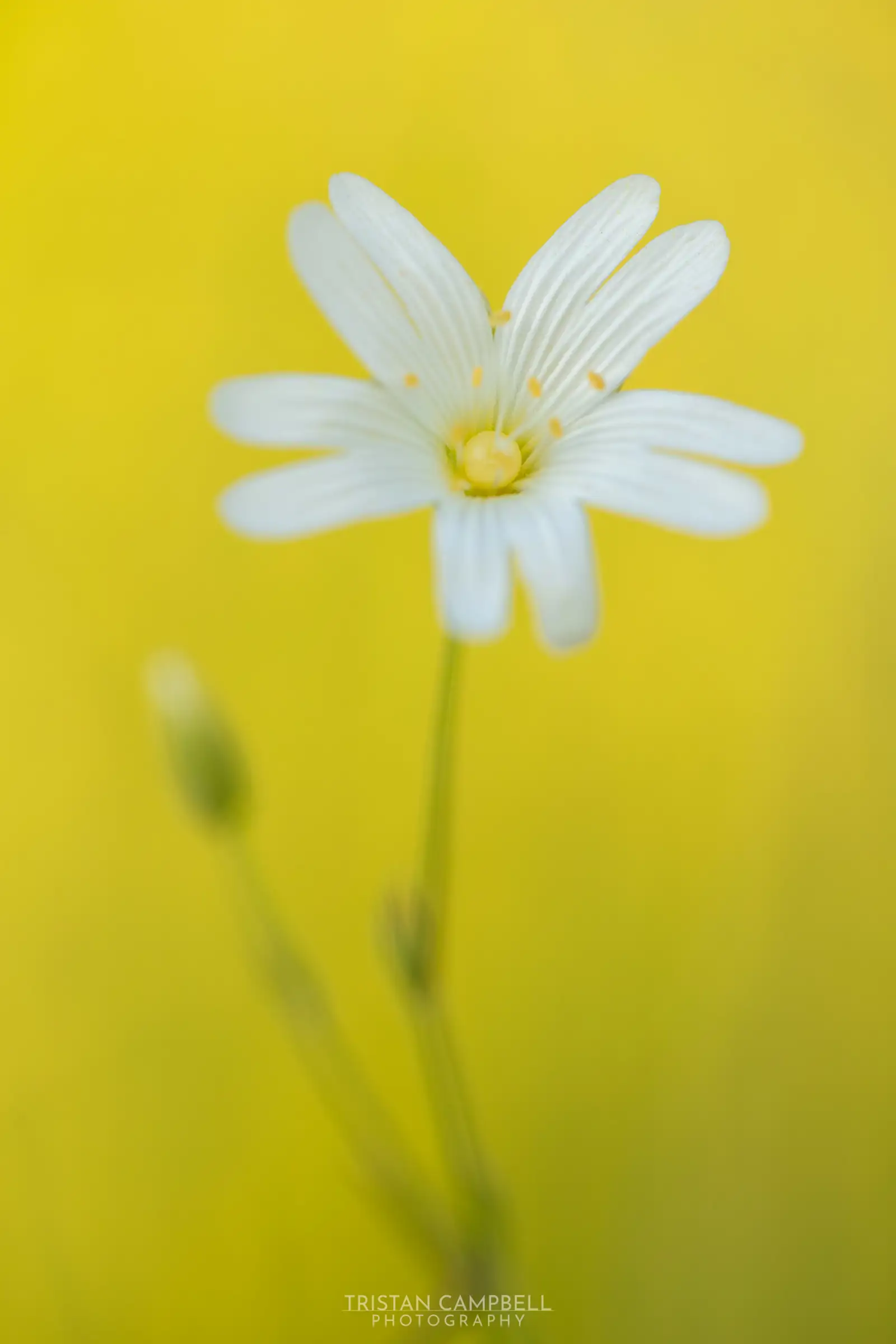 Close-up of a delicate white flower with a yellow centre, set against a blurred yellow background. The focus is sharp on the flower, highlighting its intricate, radiating petals. A blurred green stem is visible, slightly off-centre.