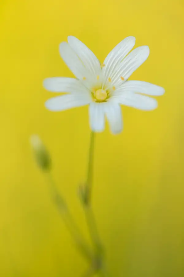 Close-up of a delicate white flower with a yellow centre, set against a blurred yellow background. The focus is sharp on the flower, highlighting its intricate, radiating petals. A blurred green stem is visible, slightly off-centre.
