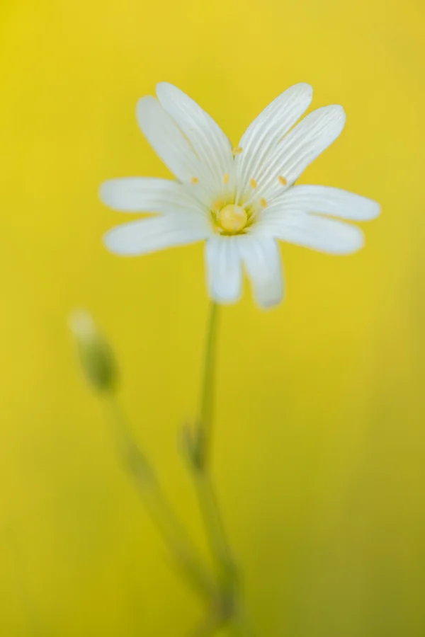 White greater stitchwort flower in soft focus against a vivid yellow woodland backdrop in spring.