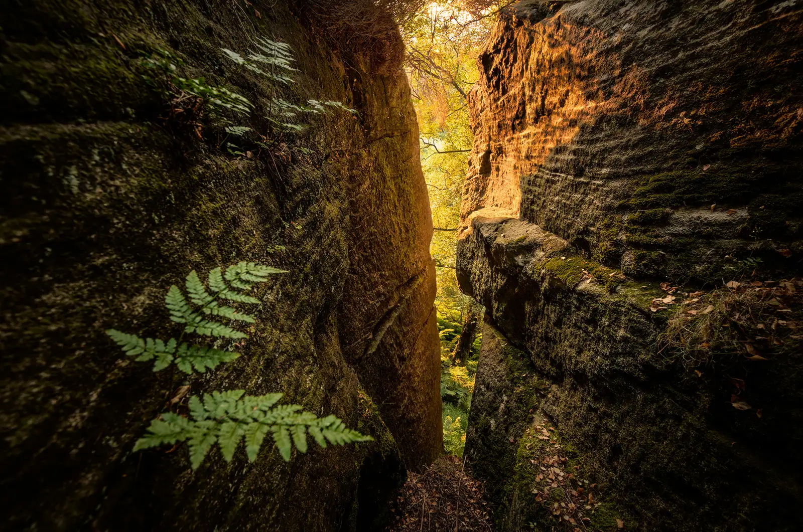 Narrow rocky passage with lush green ferns growing on moss-covered stone walls. Sunlight filters through the dense canopy overhead, casting a warm golden light that contrasts with the cooler tones of the rocks and foliage. Fallen leaves and small branches are scattered on the ground.