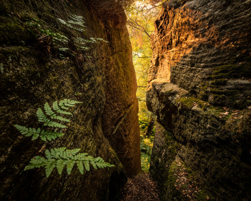 A Journey Through Ancient Woodland:  a plant in a forest