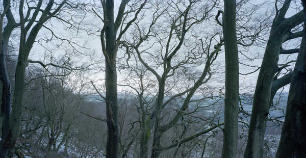 a tree with snow on the ground