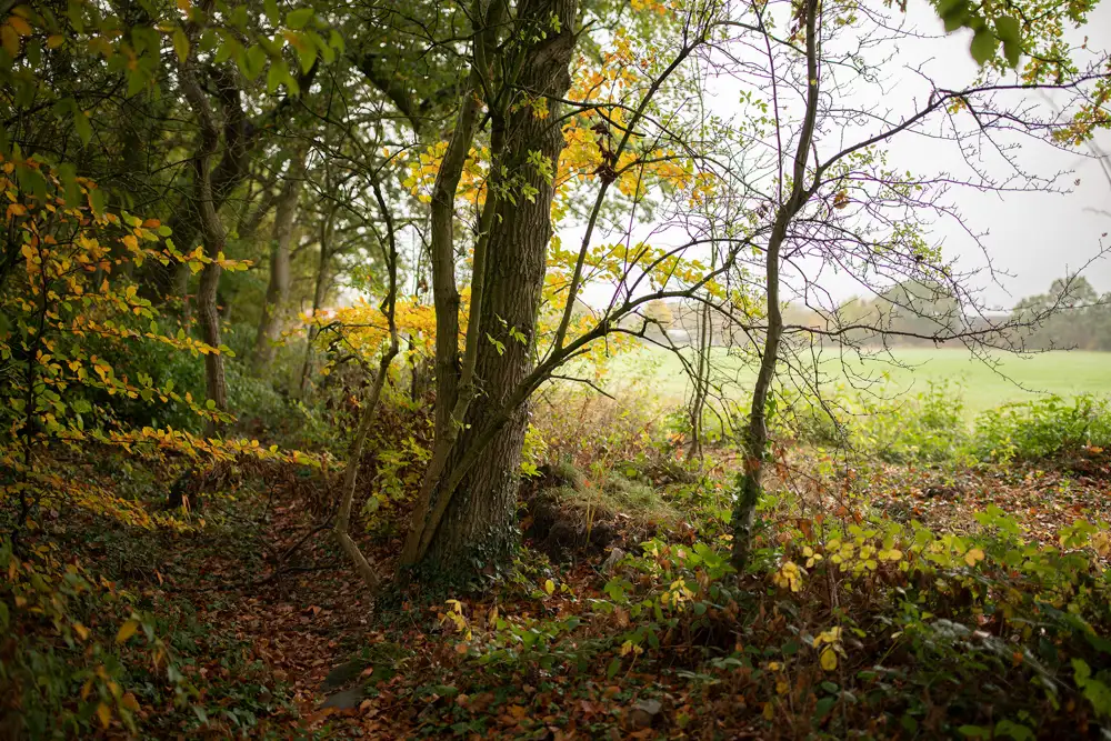 A leafy woodland area with a narrow path covered in fallen leaves. Trees with green and yellow foliage create a canopy, with some branches bare. In the background, an open field with lush green grass is visible, contrasting with the rich autumn colours of the forest.