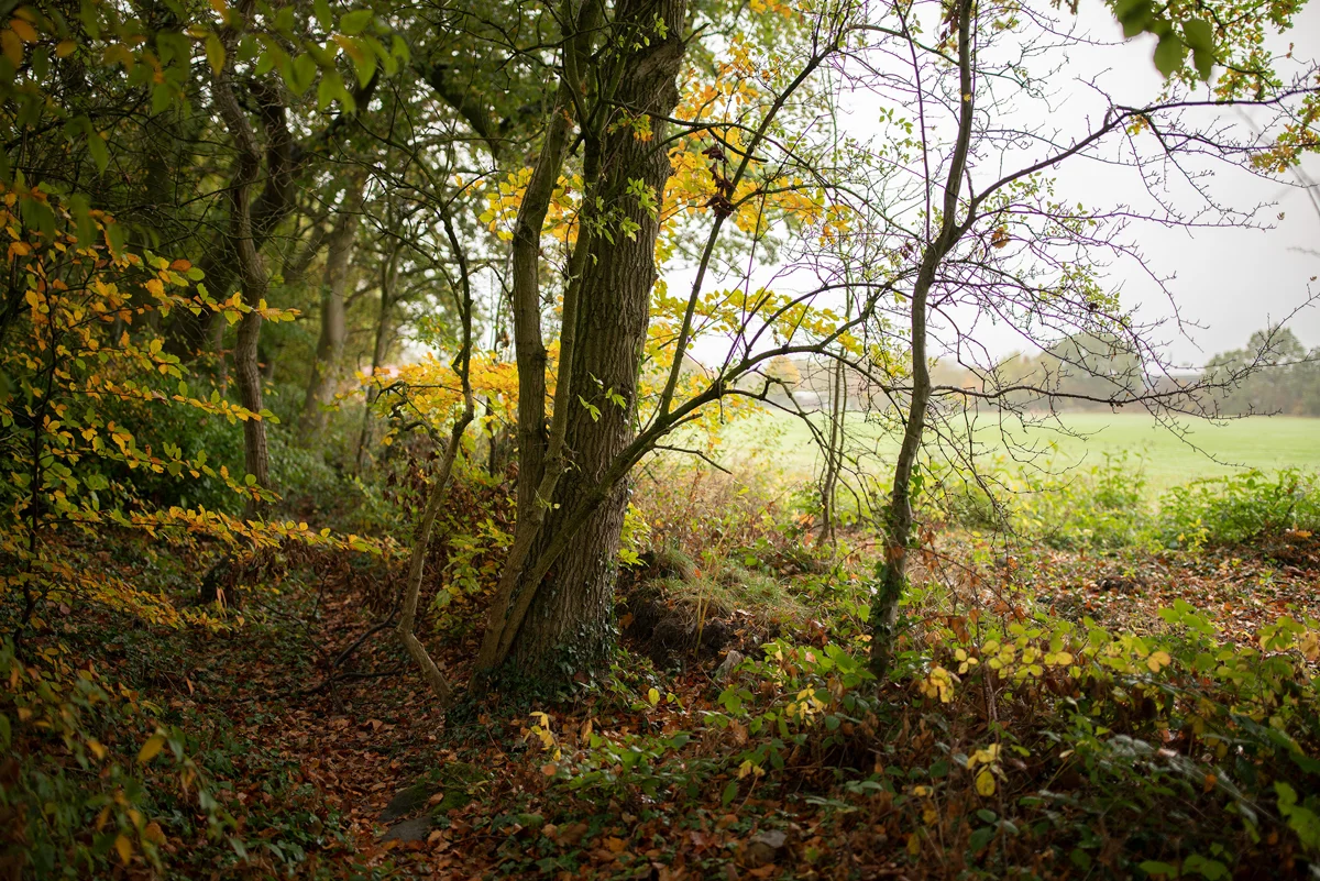 Tree-lined woodland edge with golden autumn leaves beside a misty open field under an overcast sky
