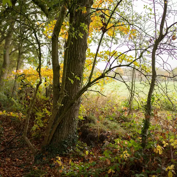 School run trees