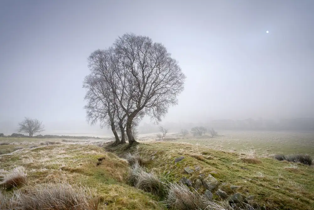 A serene landscape featuring a lone tree with bare branches on a grassy hill, surrounded by mist. The foreground is dotted with stones and tufts of grass, while the background fades into a soft, foggy horizon where a faint sun is visible. The scene has a tranquil, ethereal quality.