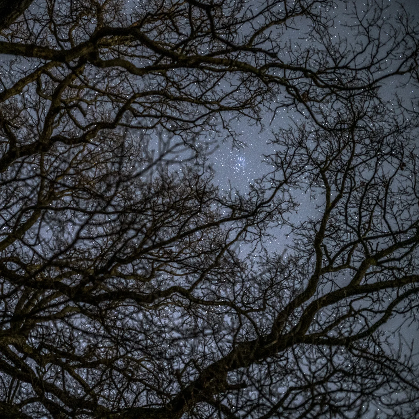 Bare tree branches silhouetted against a starlit night sky, with visible constellations and stars.