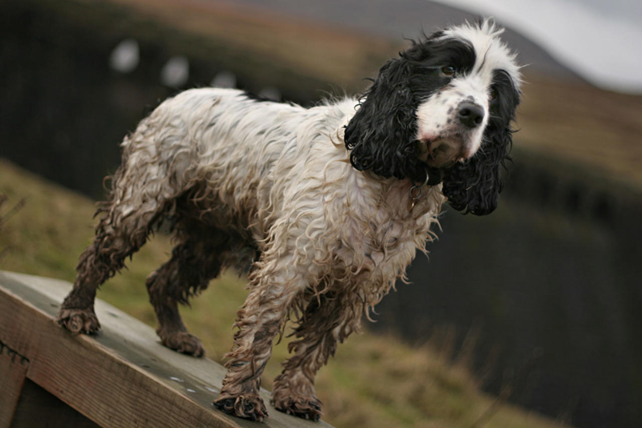 Lyra, Angram Reservoir