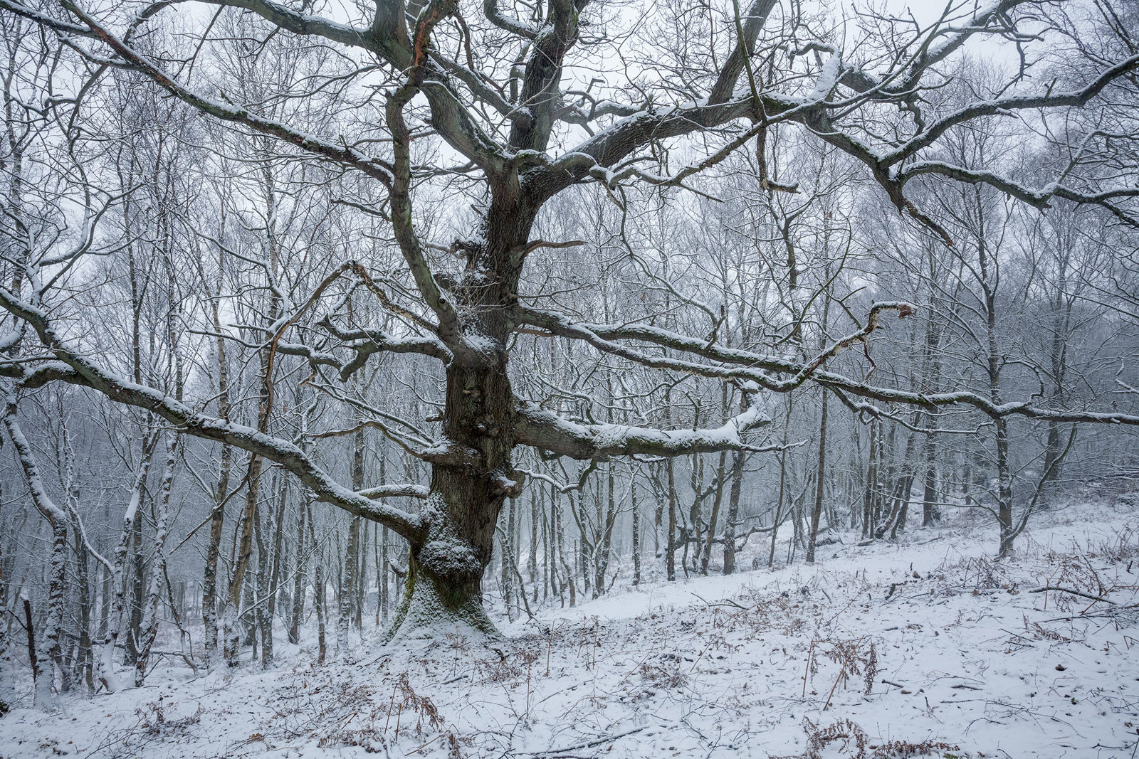 A large, gnarled tree with bare branches stands prominently on a snowy slope, surrounded by a dense forest of slender trees. The branches and ground are dusted with a light layer of snow, creating a wintry, serene atmosphere.