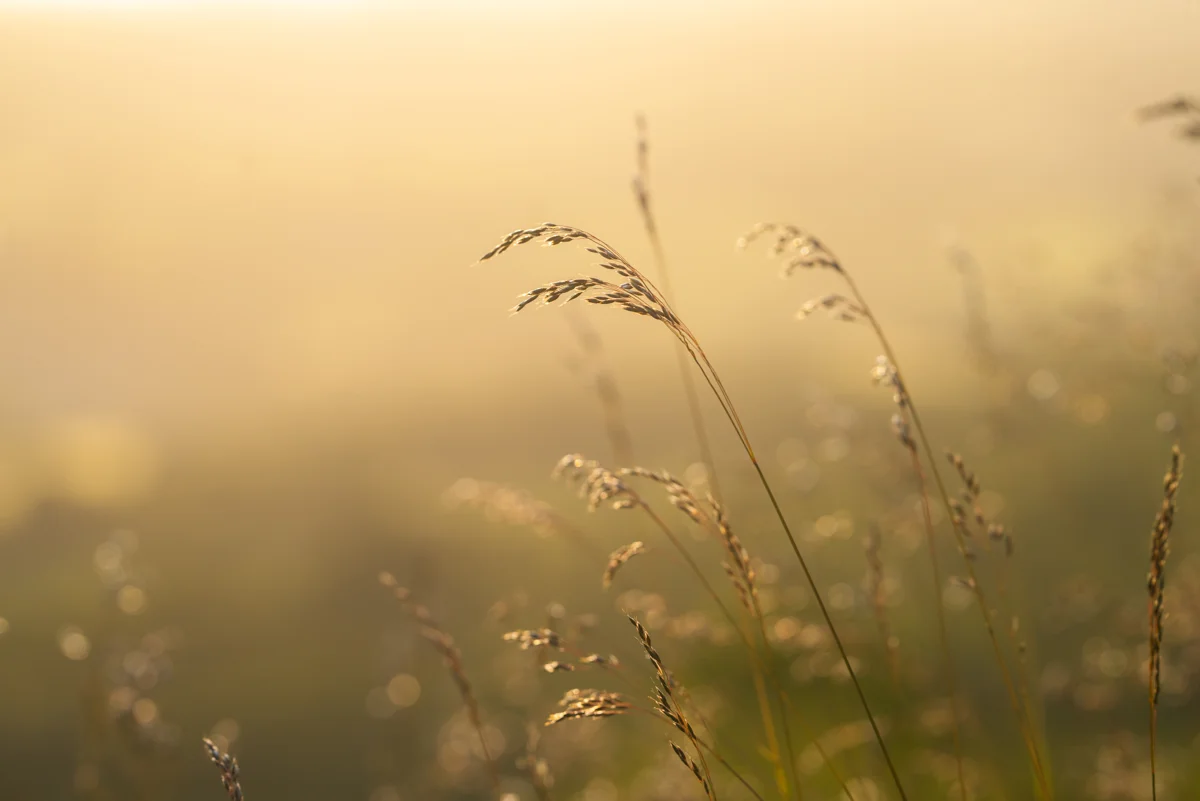 Backlit meadow grass seed heads glowing in golden summer sunrise light against a soft hazy field