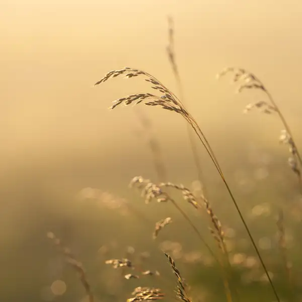 Grasses and Ferns