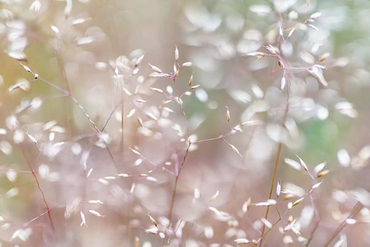 Delicate, slender grass stems with small seed heads in soft focus, creating a dreamy and ethereal effect. The background features subtle hues of cream, pink, and green, enhancing the gentle, tranquil atmosphere.