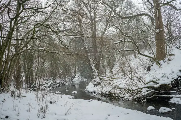 Snow-covered woodland scene with a narrow stream running through the centre. Bare tree branches extend overhead, dusted with snow. The ground and surrounding banks are blanketed in snow, and some patches of ice are visible in the stream. The scene is calm and wintry, with a subtle grey sky in the background.