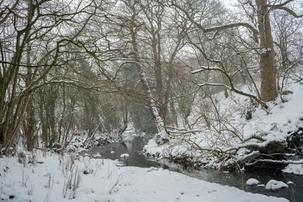 Snow-covered woodland stream winding between bare trees under soft grey winter light during falling snow