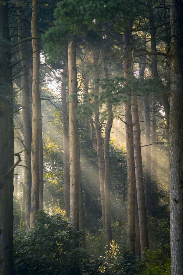 Sunlight beams through misty pine woodland at dawn, lighting tall trunks and green undergrowth