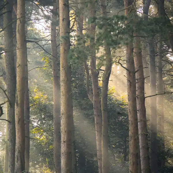 Fewston early morning mists