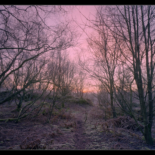 Woodland dawn: Woodland dawn