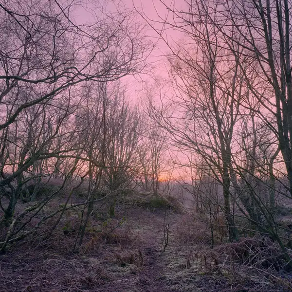 Woodland dawn