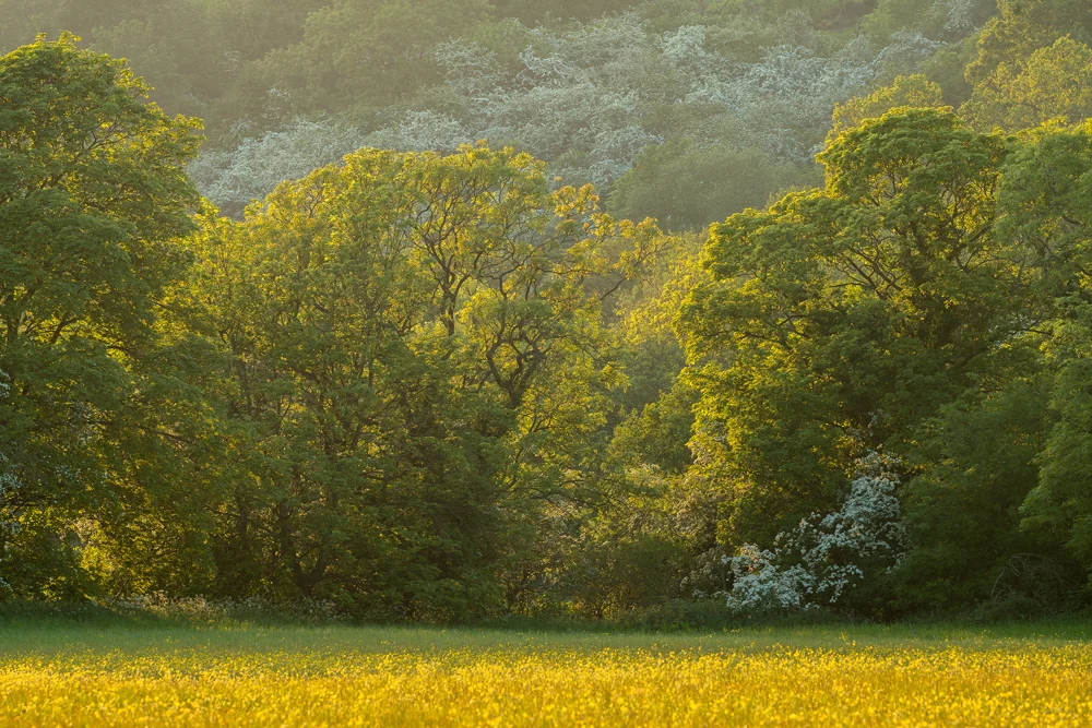 Buttercup meadow before woodland edge with hawthorn blossom in soft spring evening light