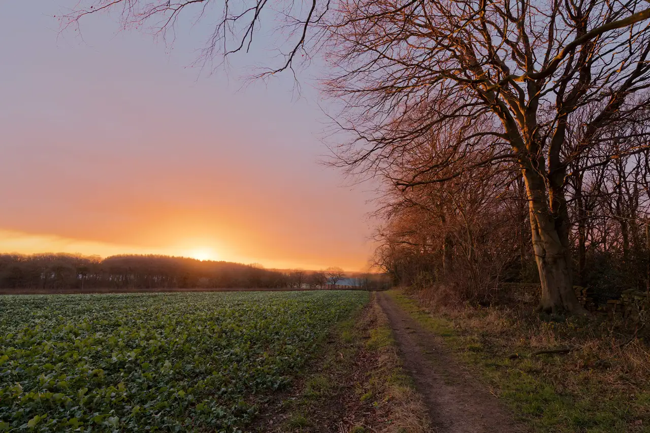Sun setting over a field bordered by trees, casting a warm orange glow across the sky. A dirt path runs alongside the field, with a large, leafless tree on the right, its branches extending into the sky. The scene conveys a peaceful, rural landscape.