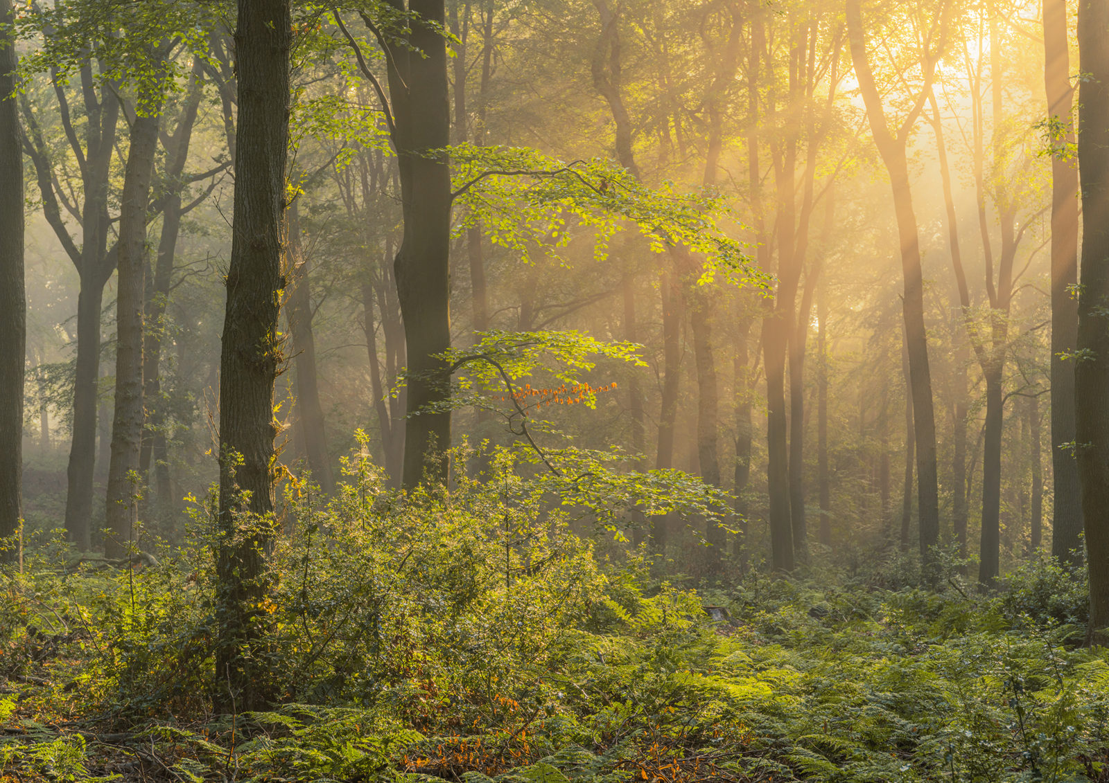 Sunlight filters through tall, slender trees in a serene forest. The mist creates a soft, golden glow, illuminating the vibrant green foliage and undergrowth. Shadows and light play across the scene, adding depth and tranquillity.