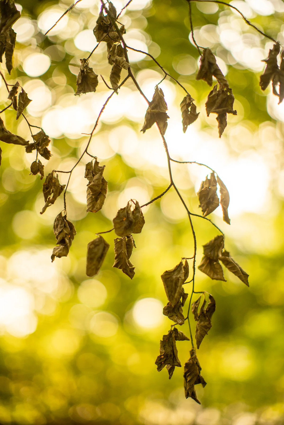 Withered brown leaves on slender branches against a sunlit green woodland backdrop with soft bokeh