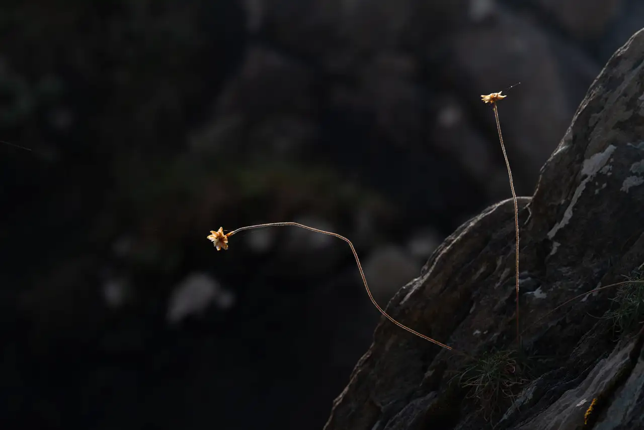 Two delicate, dry flowers on thin, curved stems jut out from a rocky surface. The rocks are textured with patches of light and dark. The background is dark and out of focus, highlighting the flowers and their stems.