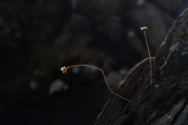 Dried sea thrift seedheads on lichen-covered coastal rock, backlit by low golden sunlight