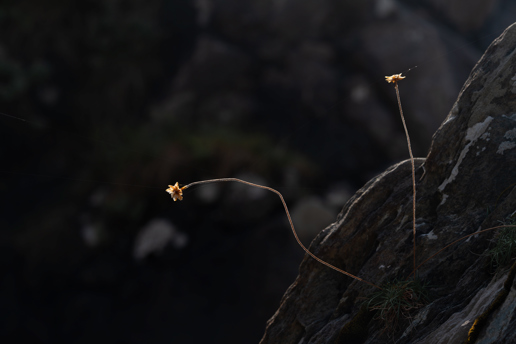  a tree with a mountain in the background