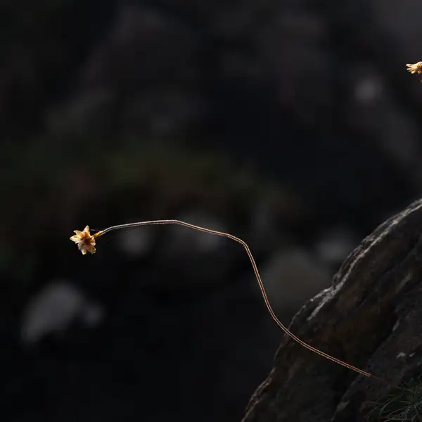 Tangled
