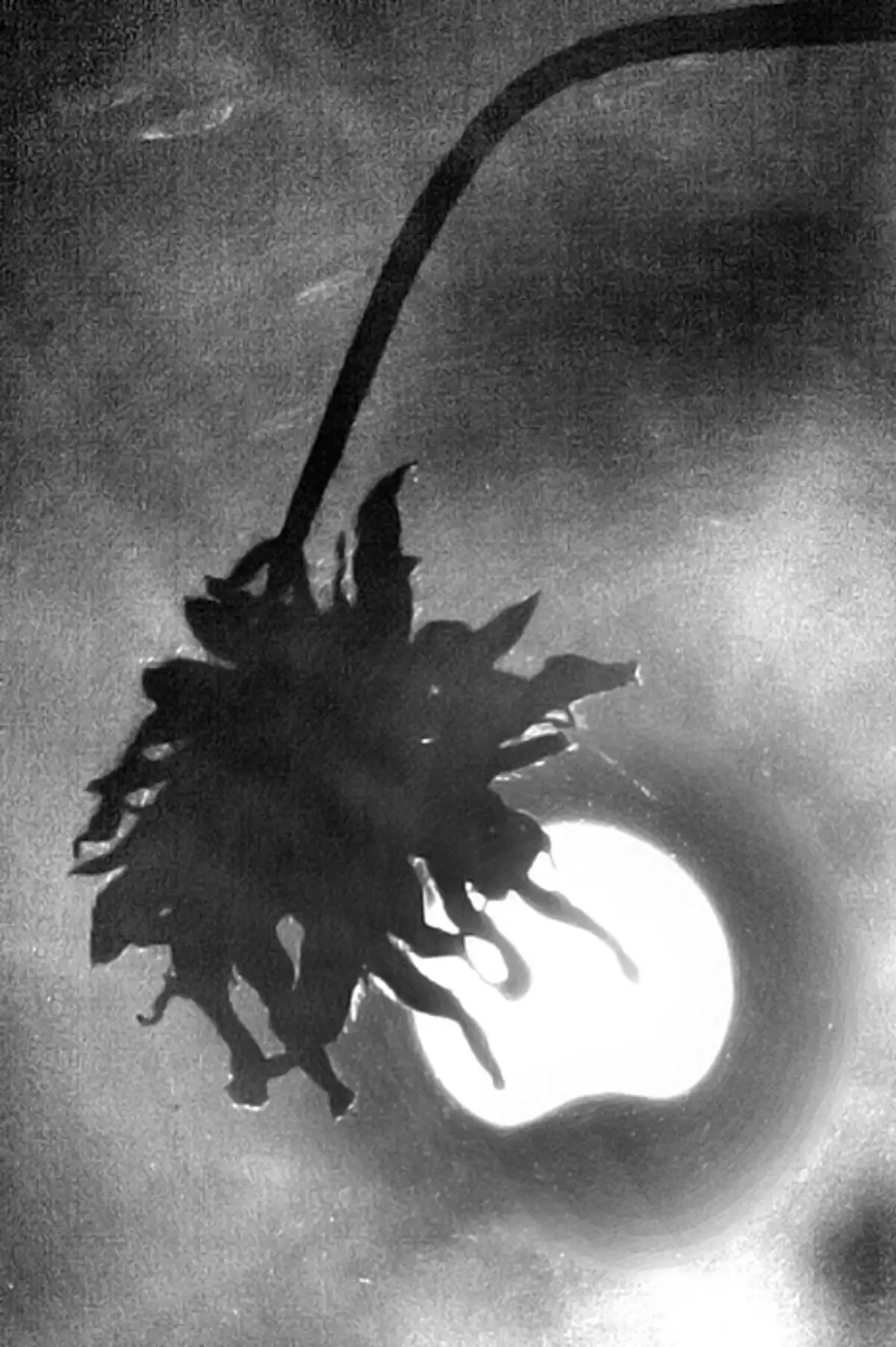 partial eclipse of the sun