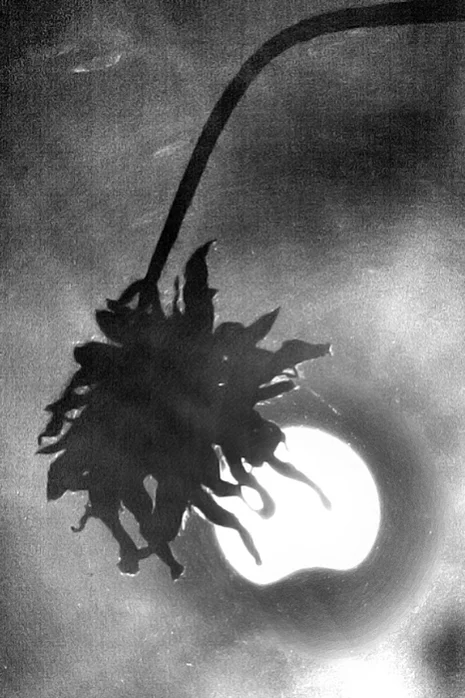 partial eclipse of the sun