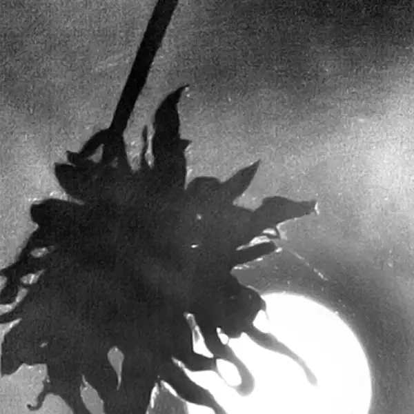 partial eclipse of the sun (1)