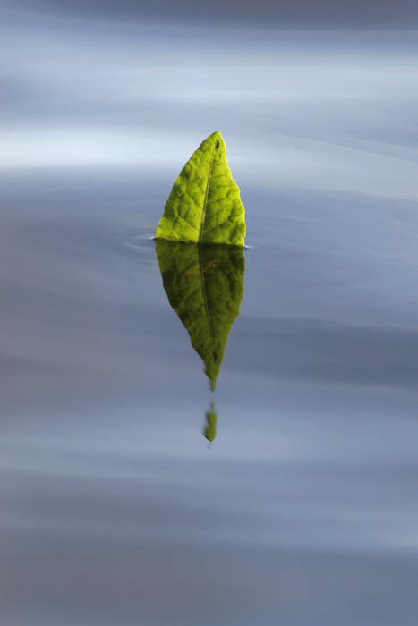 Leaf