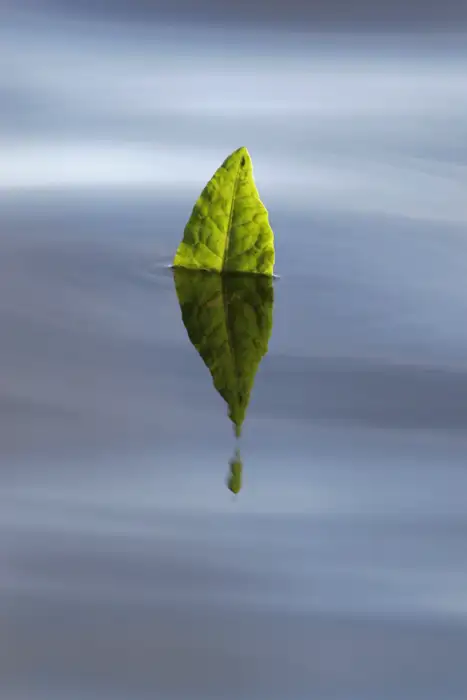 Leaf
