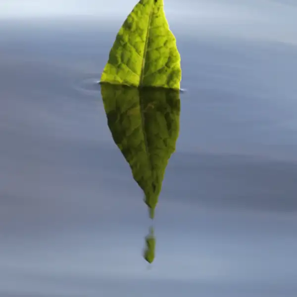 Leaf