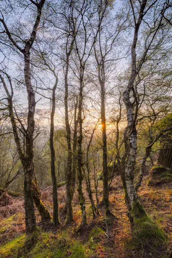 Sunlight filters through a stand of slender, bare-trunked trees with delicate branches, casting long shadows on the ground covered in brown leaves and patches of green moss. The sky is a soft pastel gradient as the sun sets.