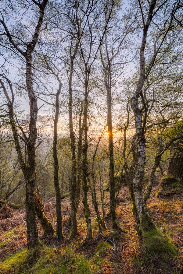 Silver birch trees on a hillside catching golden sunburst light at sunrise over distant hills