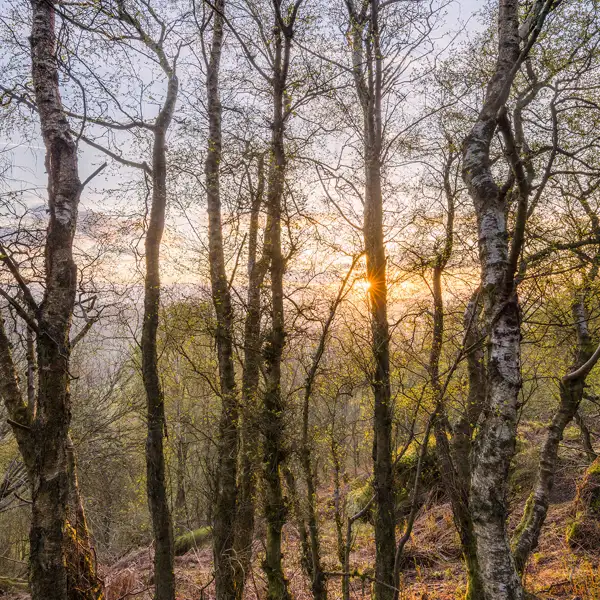 Spring woodlands