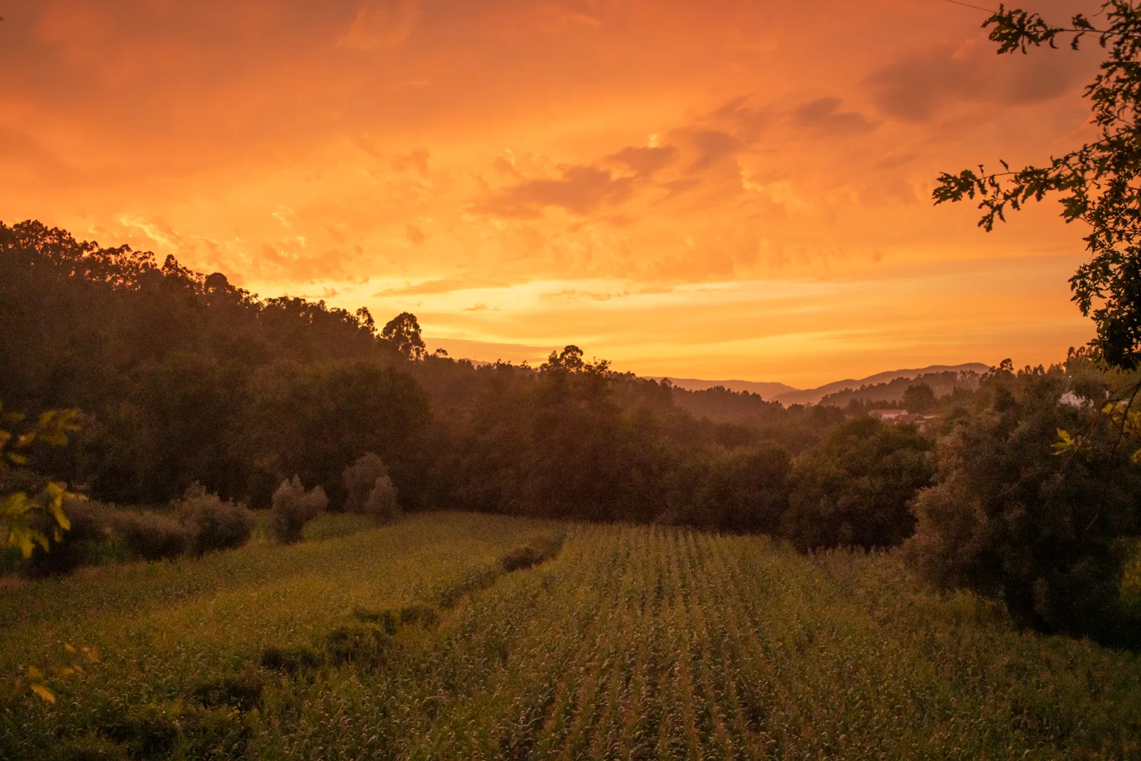 Maize field in a wooded valley beneath a vivid orange sunset sky with distant rolling hills