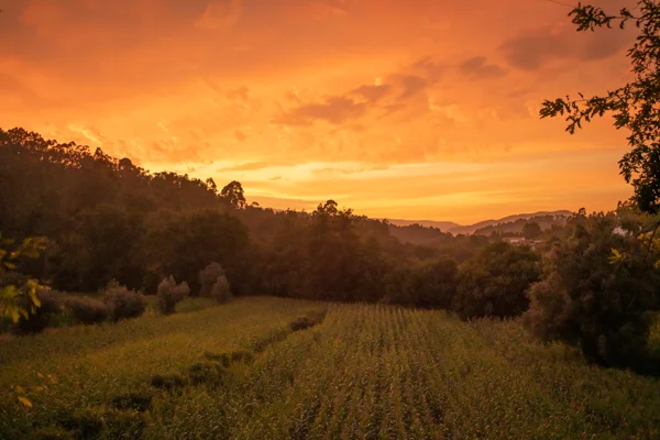 Maize field in a wooded valley beneath a vivid orange sunset sky with distant rolling hills