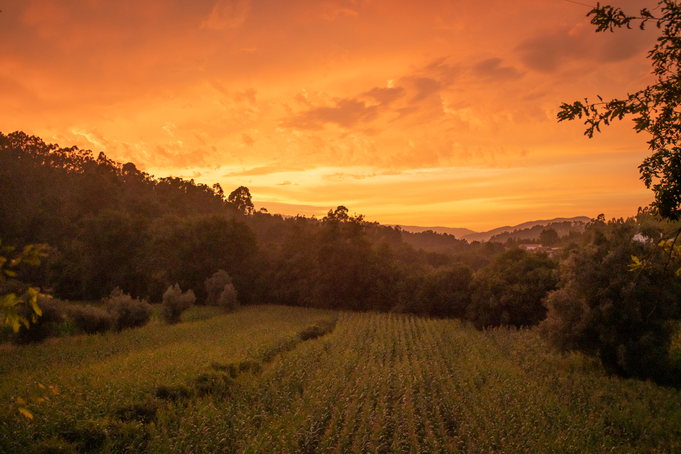  a sunset over a grass field with trees in the background