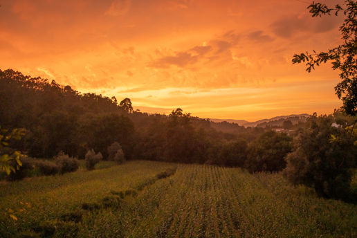  a sunset over a grass field with trees in the background