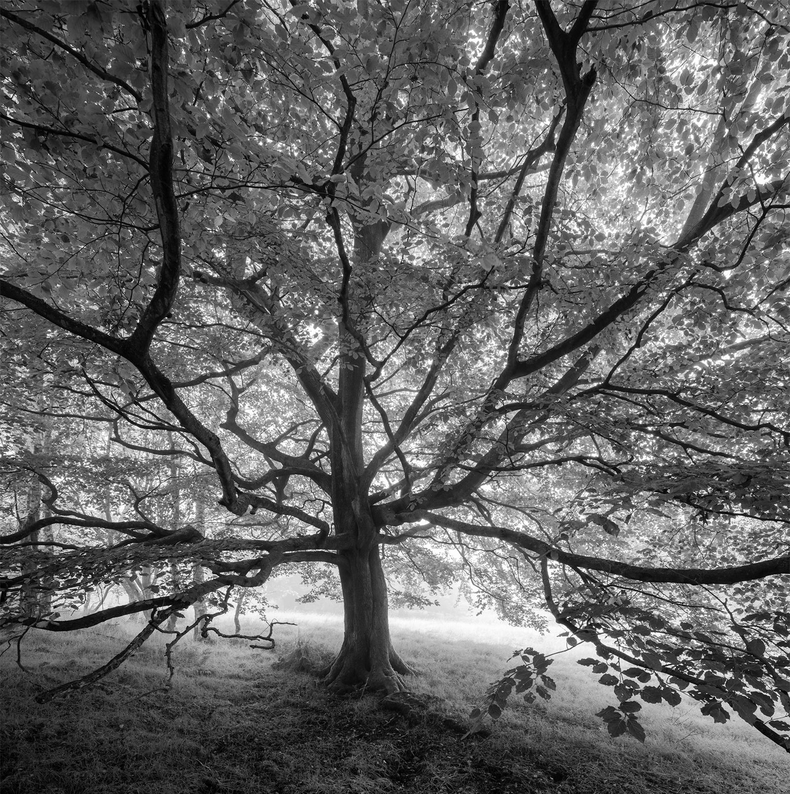 Black and white photo of a large tree with an intricate network of branches extending outward. Sunlight filters through the dense canopy of leaves, casting dappled light on the grass below. The tree stands on uneven ground, showcasing its thick trunk and sprawling branches.
