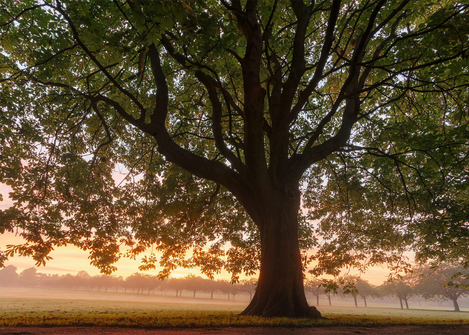Majestic tree with a thick trunk and sprawling branches, silhouetted against a colourful sunrise sky. The foliage is lush and green, with light filtering through the leaves. In the background, a misty field is lined with a row of smaller trees, creating a serene and picturesque landscape.