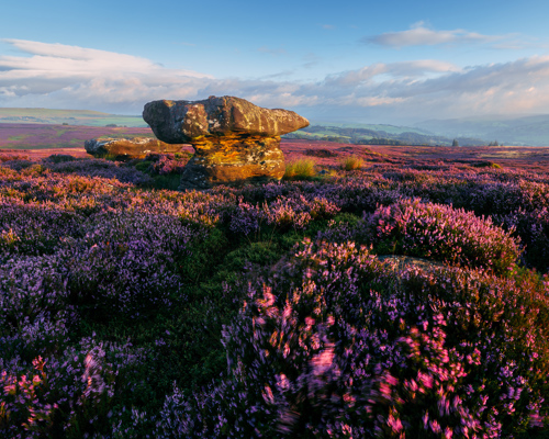 Moorland Landscapes: North Yorkshire's moorland: lush purple heather blankets the undulating terrain, punctuated by a peculiarly shaped rock formation standing prominently. Sunlight casts a warm glow on the scene, highlighting textures and shadows, with distant hills and a soft sky completing the serene vista. a field of flowers with a rock structure in the background