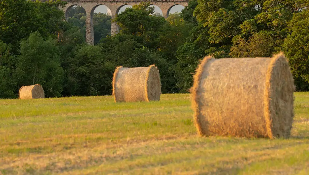 Large round hay bales scattered across a sunlit field, with a backdrop of lush green trees. In the distance, an old stone viaduct is partially visible through the foliage.