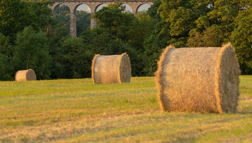  a field full of hay