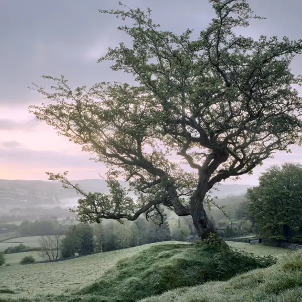 Early Autumn Dawn