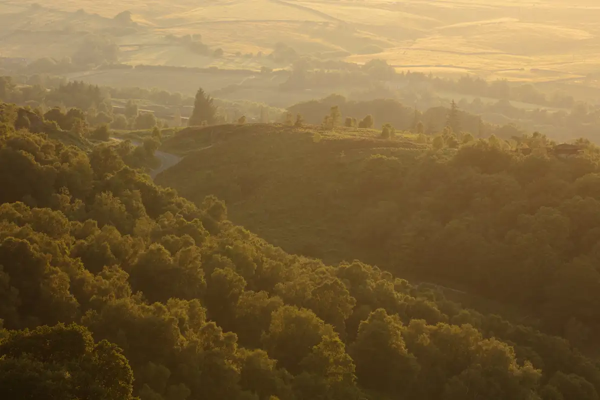 Rolling hills covered in dense, lush green forests, softly illuminated by the golden light of a setting sun. The scene is tranquil with a winding road cutting through the landscape, and the distant hills appearing hazy at the horizon. Shadows create contrast, highlighting the undulating terrain.